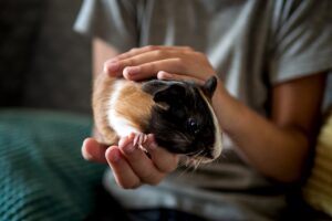 Hobbi kisállat